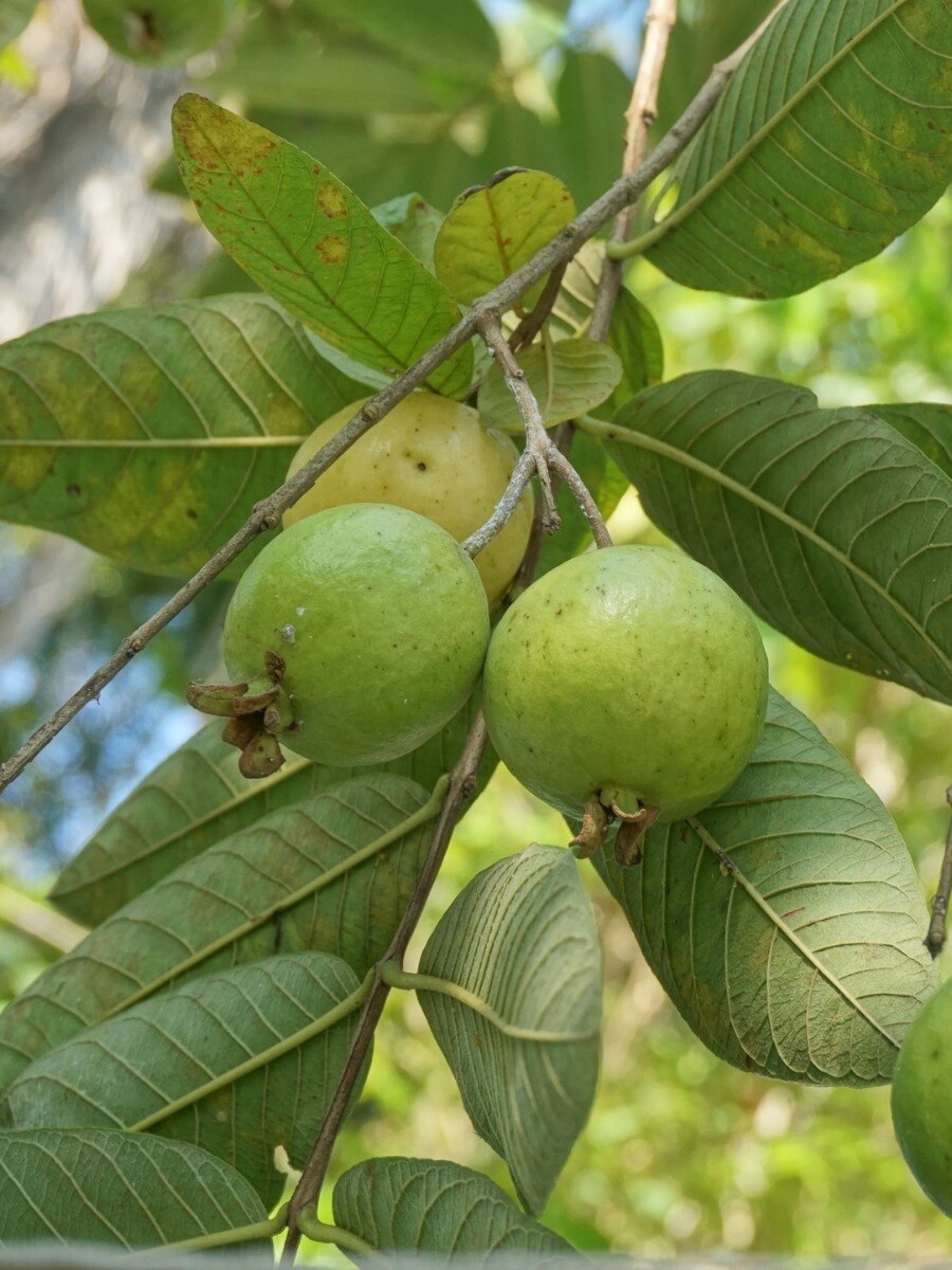 পেয়ারা পাতার এই অবাক করা গুণগুলি জানেন?