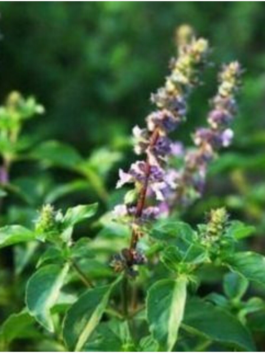 শুকিয়ে যাওয়া তুলসীতে  এভাবে ফিরবে প্রাণ!