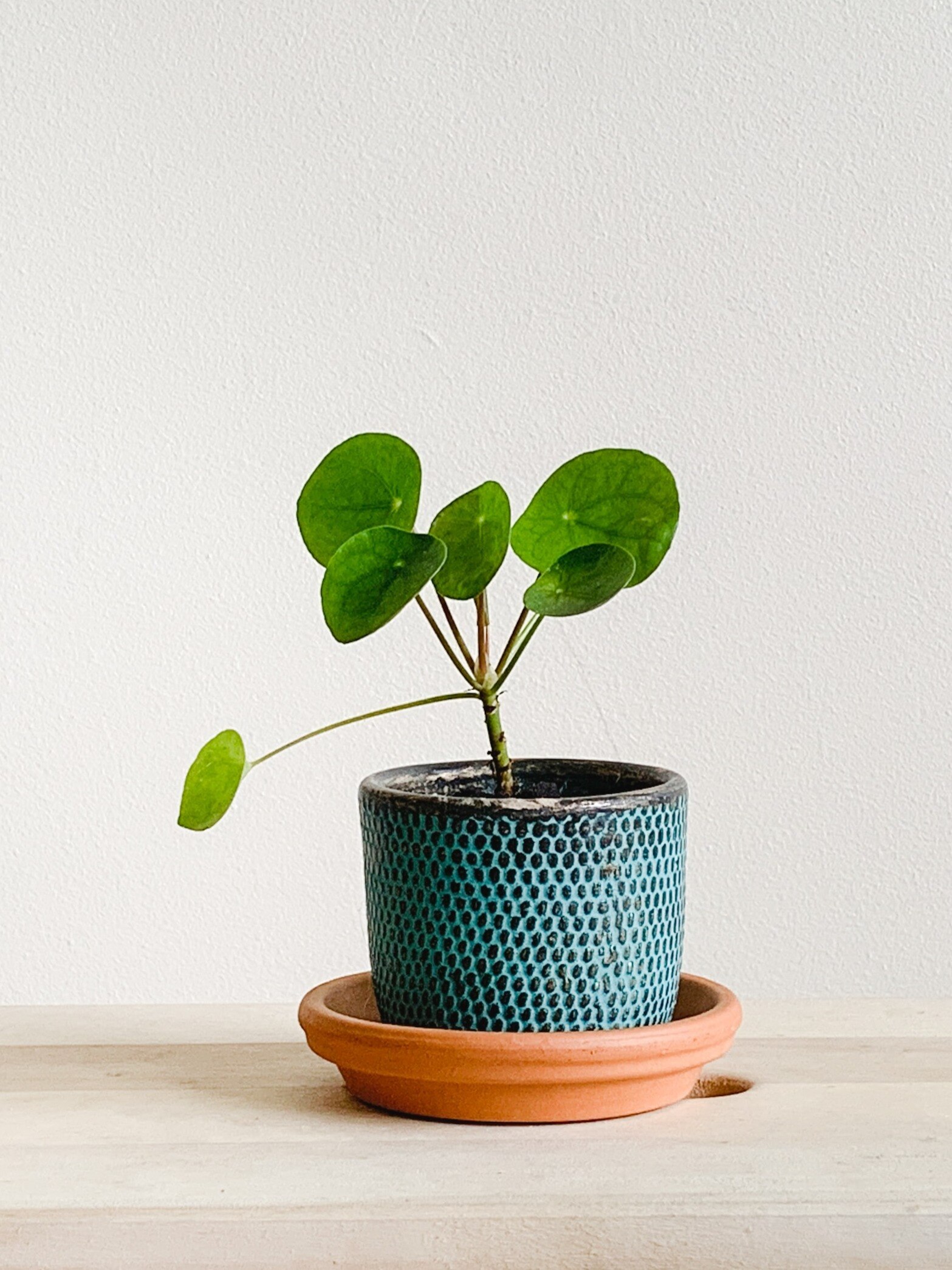 কোন দিকে মানি প্ল্যান্ট লাগালে টাকার বৃষ্টি?