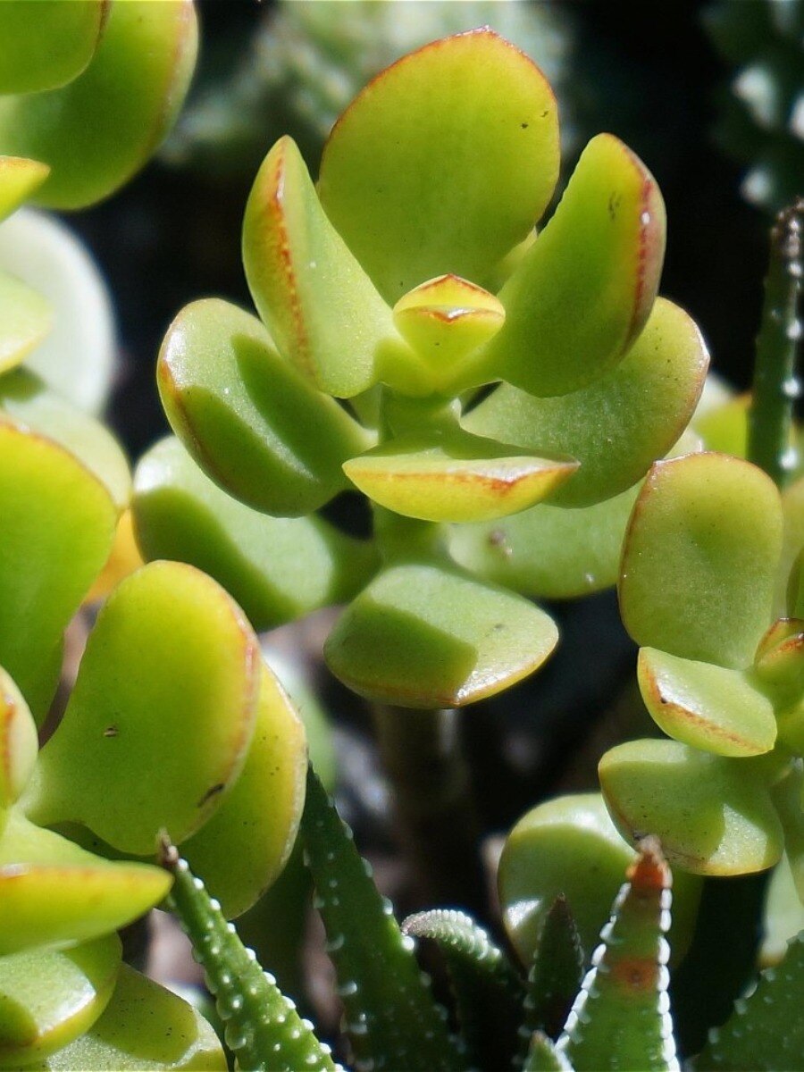 বাস্তু অনুসারে, এই গাছ সৌভাগ্য নিয়ে আসে!