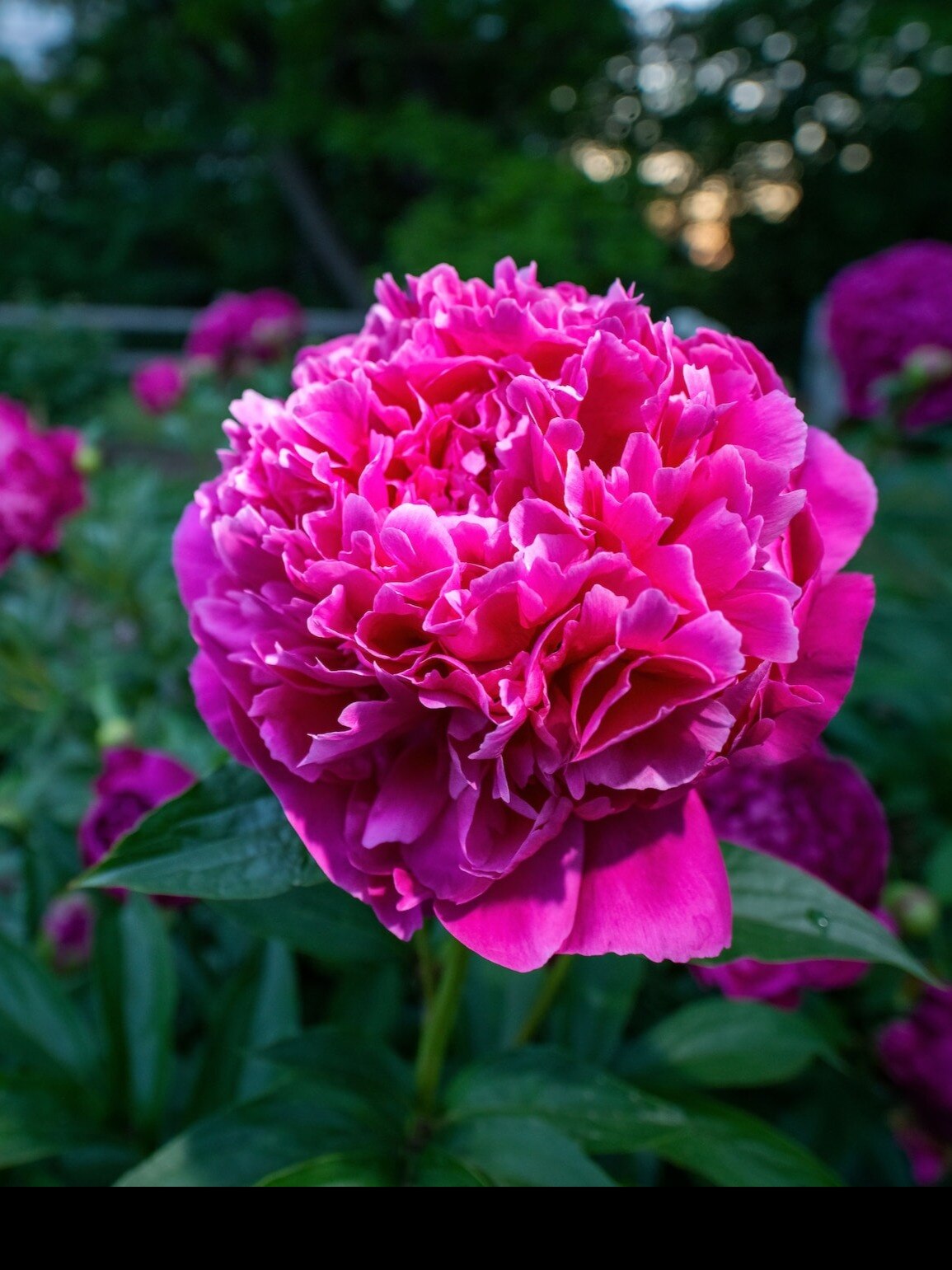 Peony Flower Vastu Benefits sus