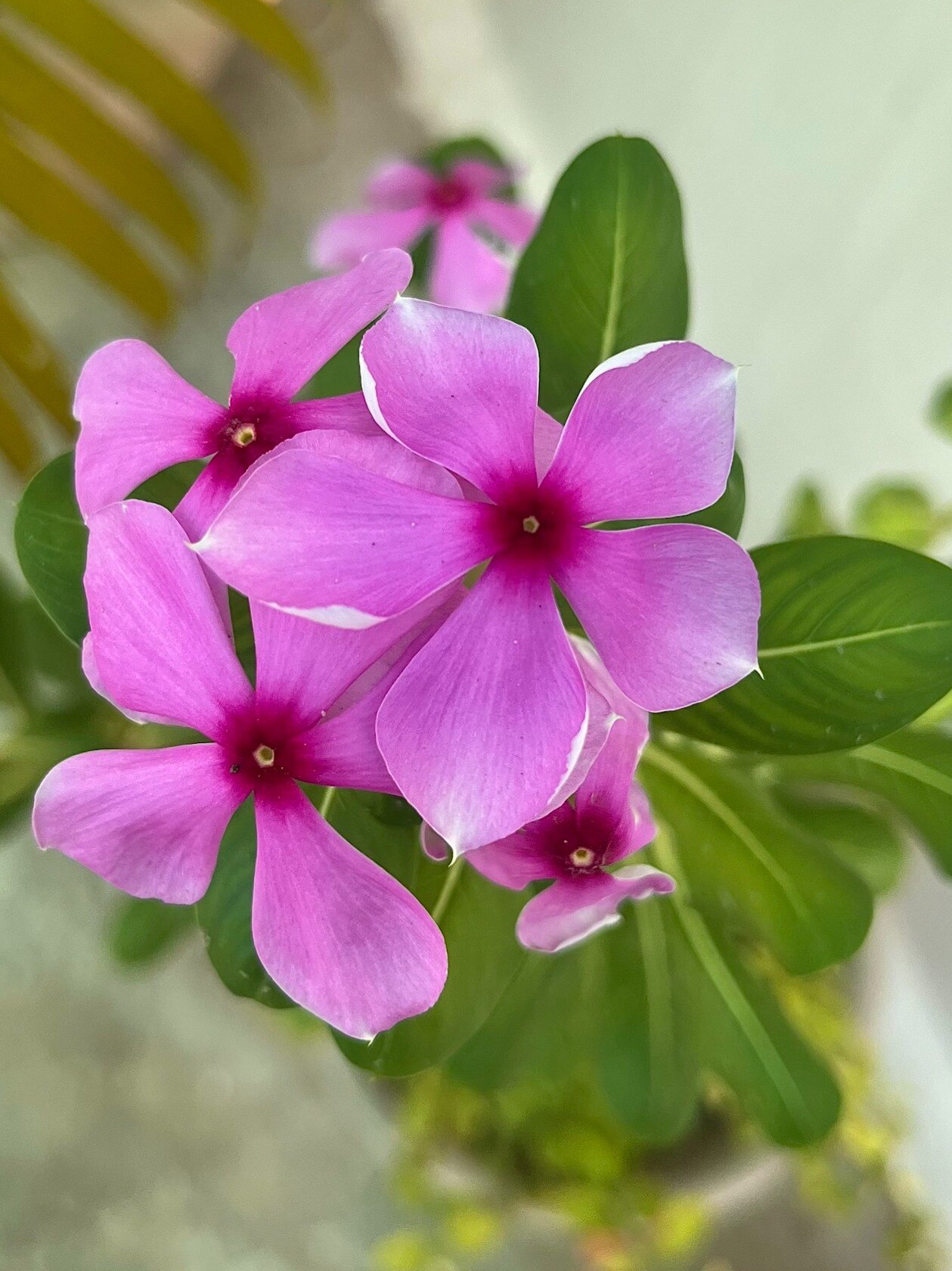 ফেলনা নয় নয়নতারা, এত গুণ জানতেন?