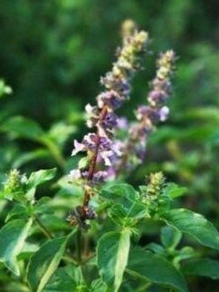 তুলসীর বীজ দারুণ উপকারী,  দূর করে ডিপ্রেশনও