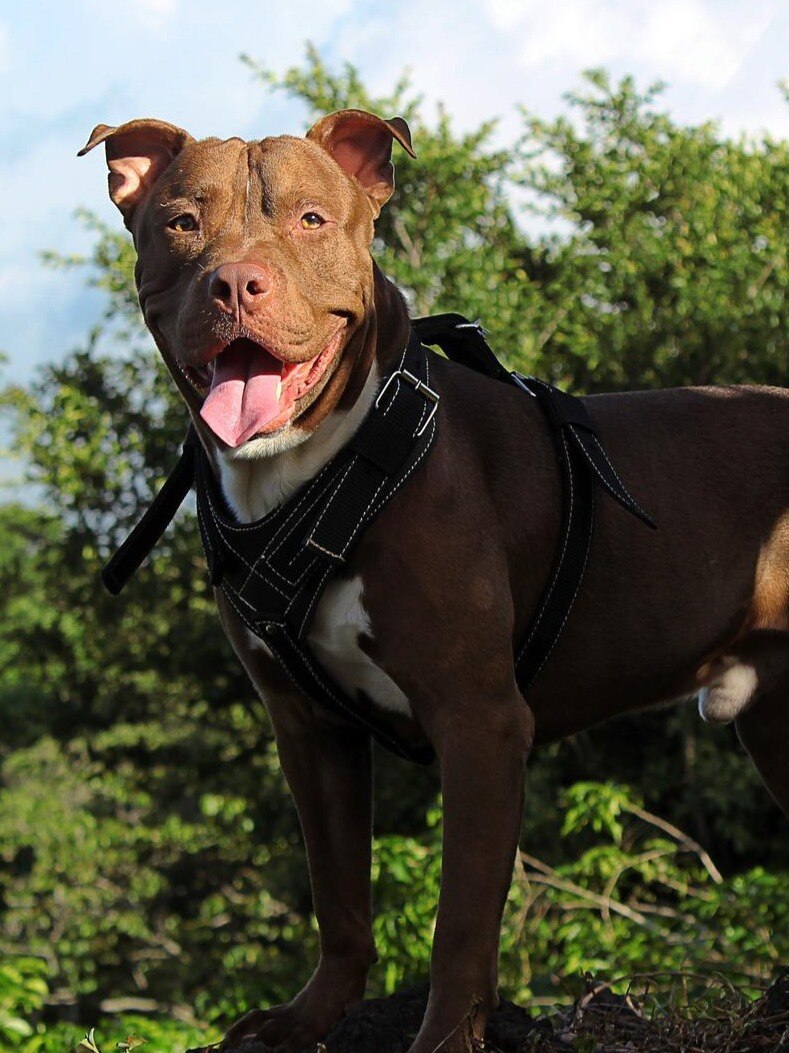 ये कुत्ते हैं बेहद खतरनाक, पालने से पहले सोच लें 