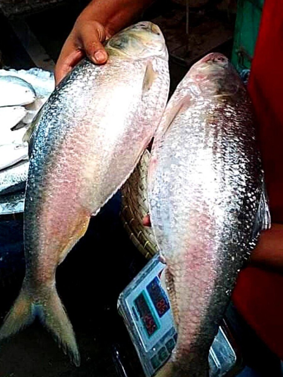 বিশ্বের সেরা ‘ইলিশের বাড়ি’ কোথায় জানেন?