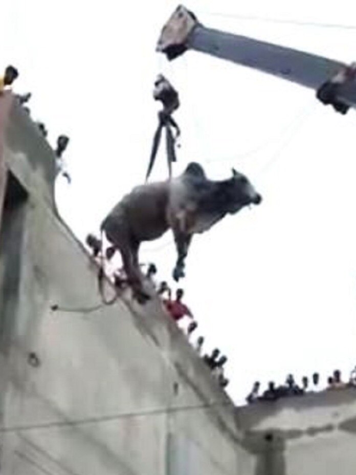 VIDEO: चौथी मंजिल पर चढ़ा सांड़, क्रेन से यूं हुआ रेस्क्यू