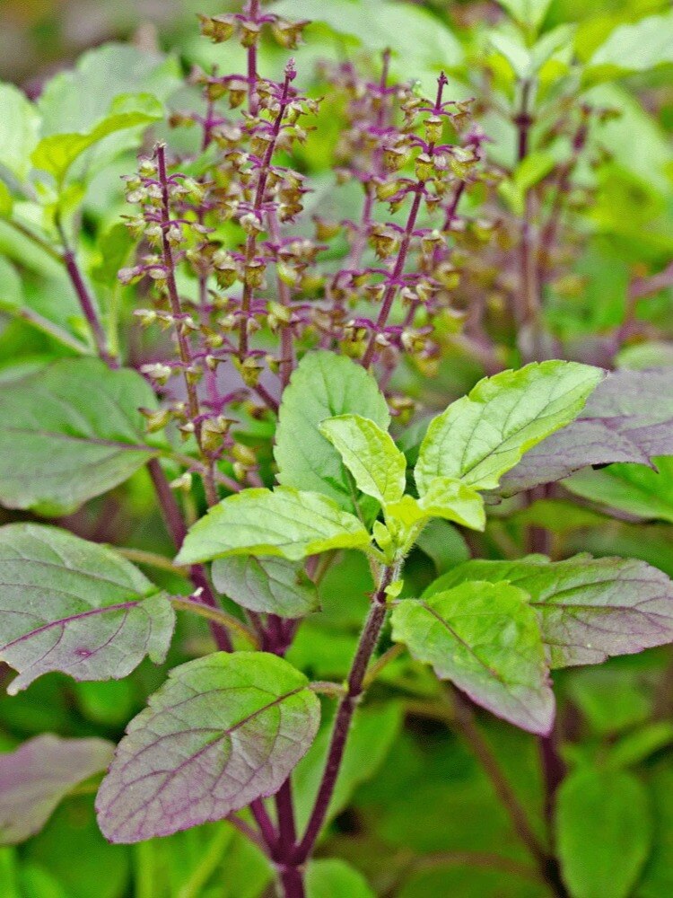 এই পাতাতেই দূর হবে মারাত্মক ৫ রোগ!