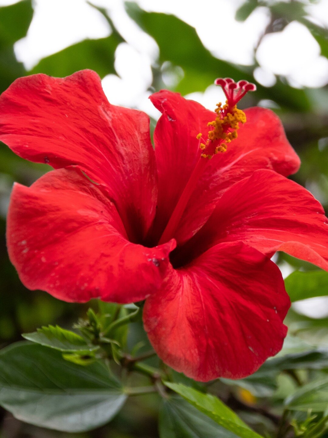 জবা ফুল মহৌষধ, কীভাবে খাবেন?