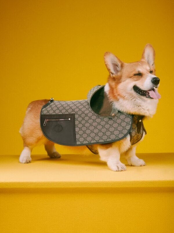 Gucci, Versace and more for your pets this Diwali