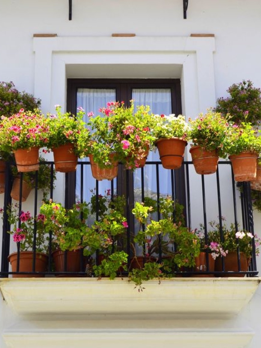 বাড়ির বারান্দায় রাখুন এই ৫ গাছ, আসবে সৌভাগ্য