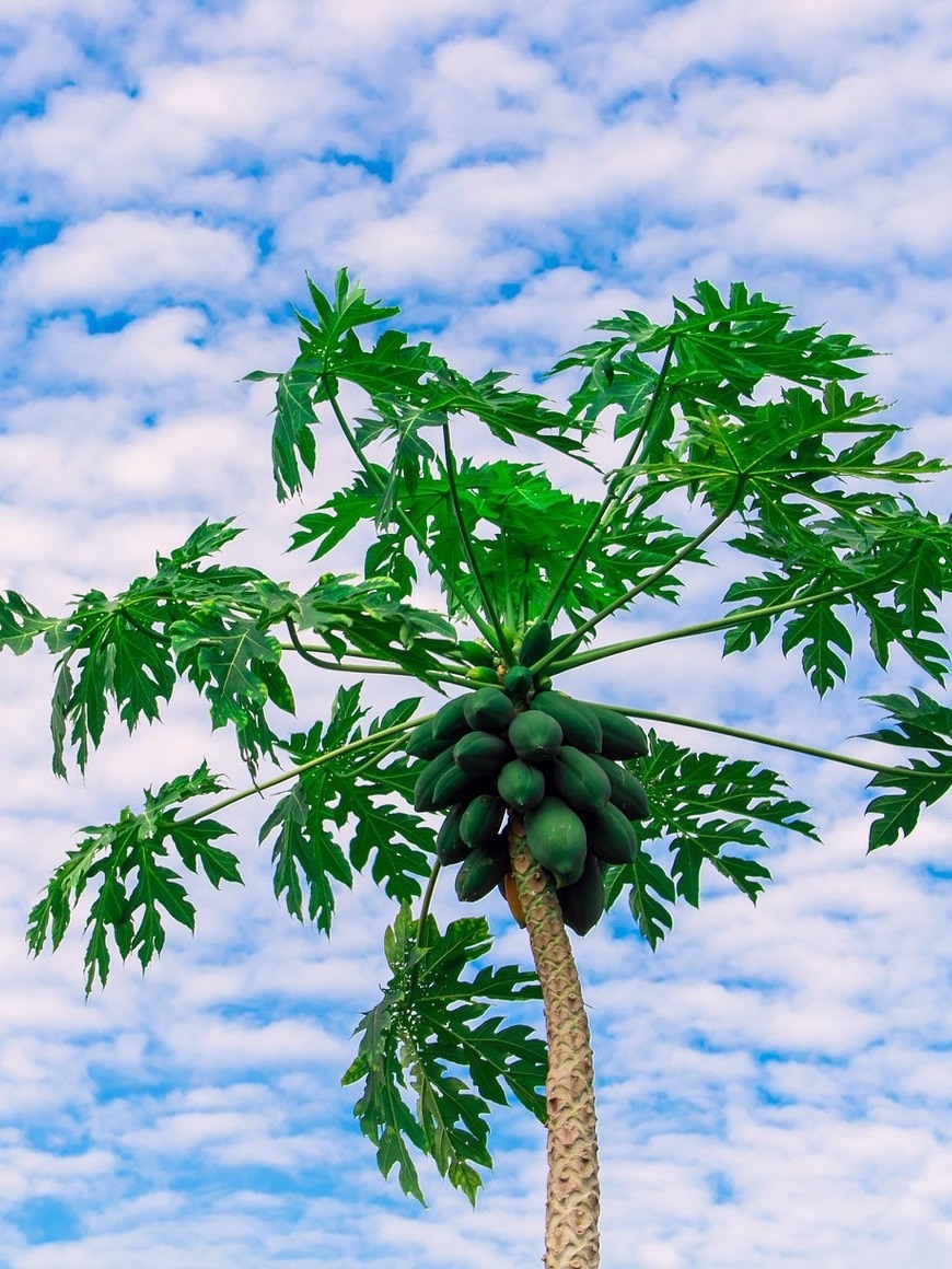 পেঁপে পাতায় কাবু ডেঙ্গি, কীভাবে বানাবেন রস? 