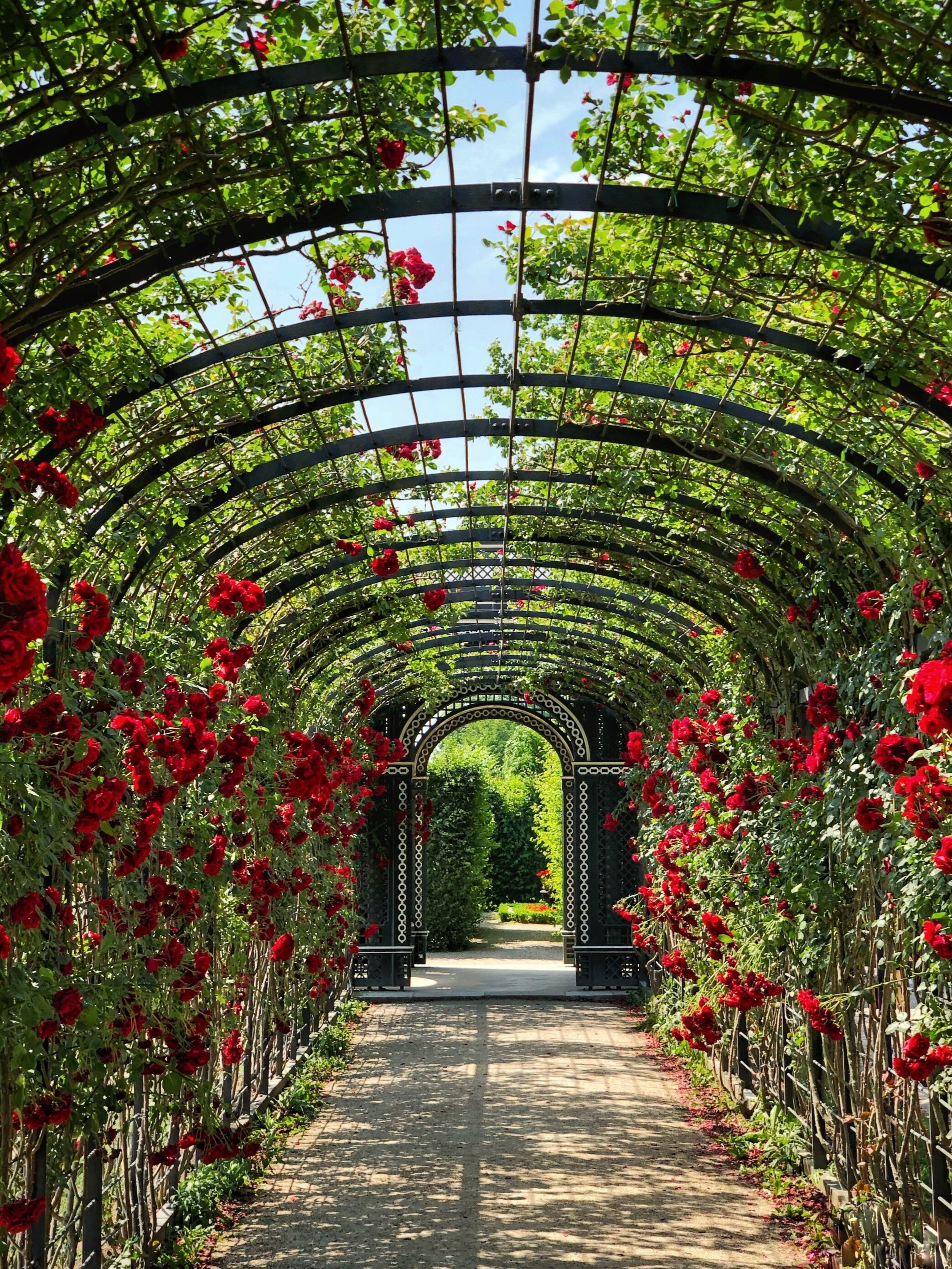 দিক অনুযায়ী বাড়িতে লাগান গাছ, কাটবে অভাব