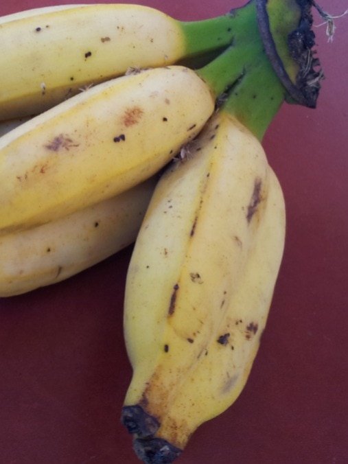 জোড়া কলা খেলে হয় যমজ সন্তান! সত্যিটা কী?