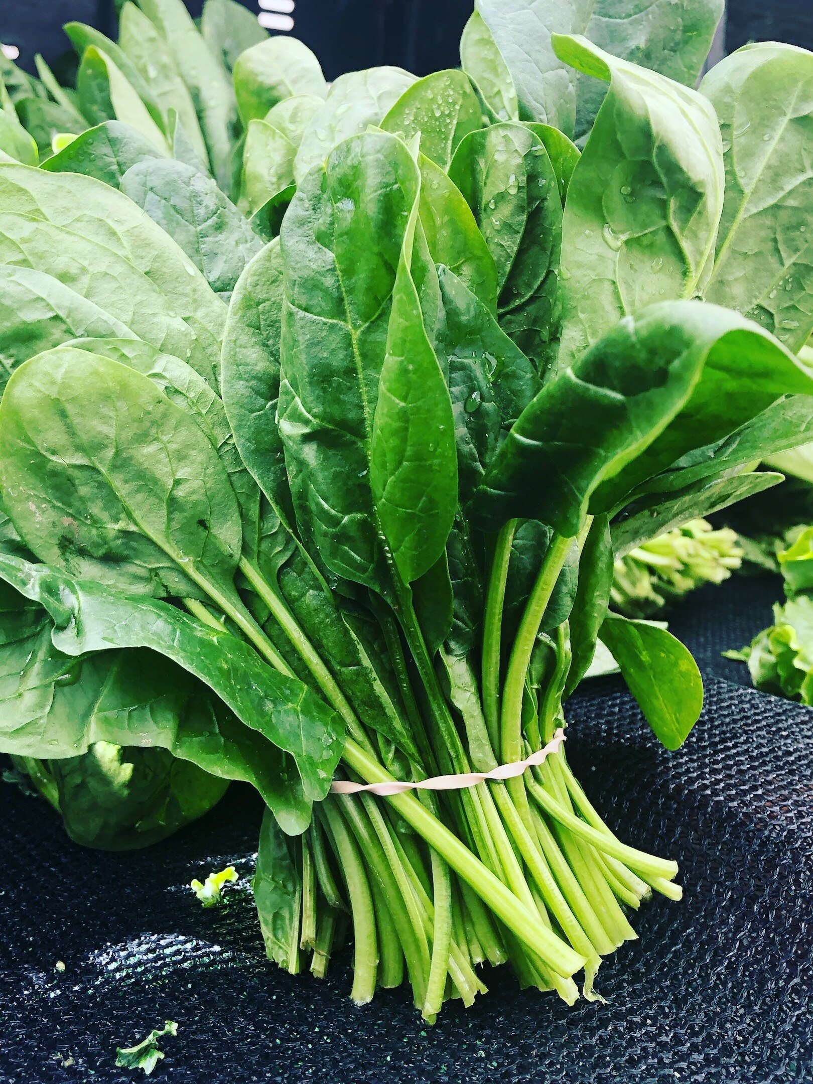 পালং শাকে ২৫ ফায়দা, তবে কিছু রোগে খাওয়া উচিত না