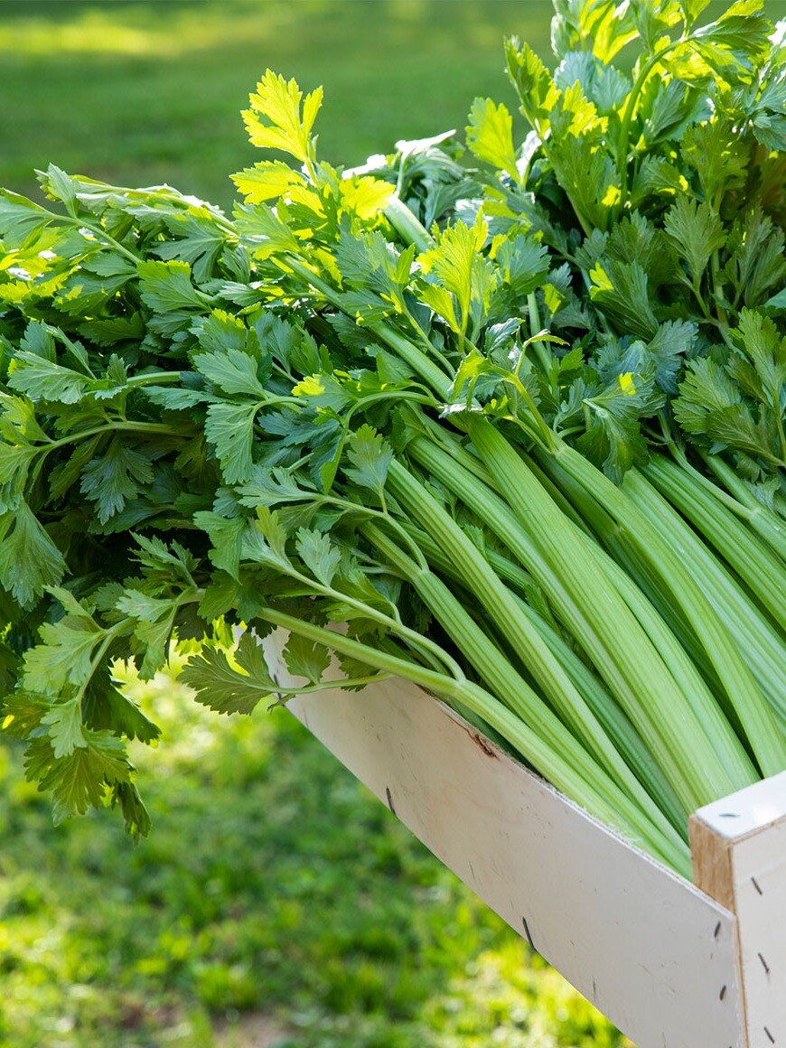 প্রতিদিন এক গ্লাস ধনে পাতার জুস খান, অনেক উপকার