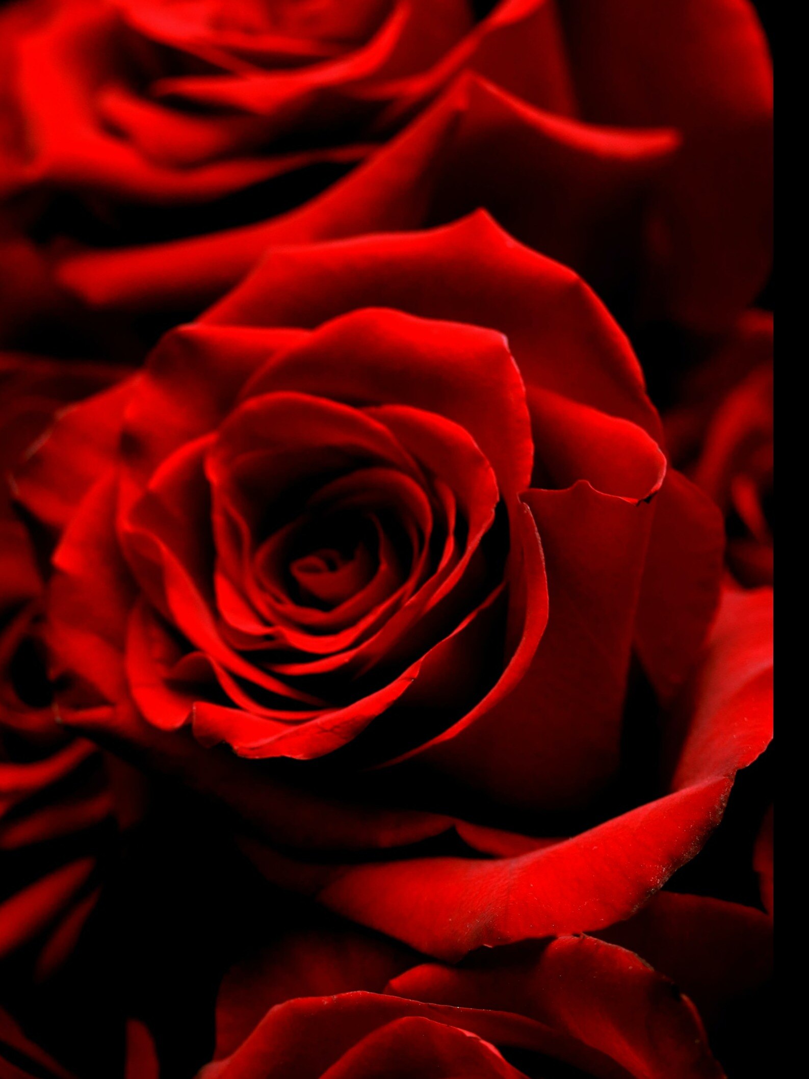 गुलाब की पंखुड़ियों से मिलने वाले फायदे