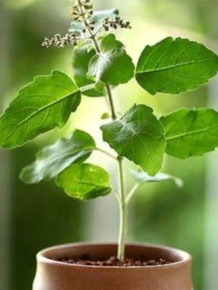 দাম্পত্য জীবনের সমস্যা দূর করে তুলসীর এই প্রতিকার