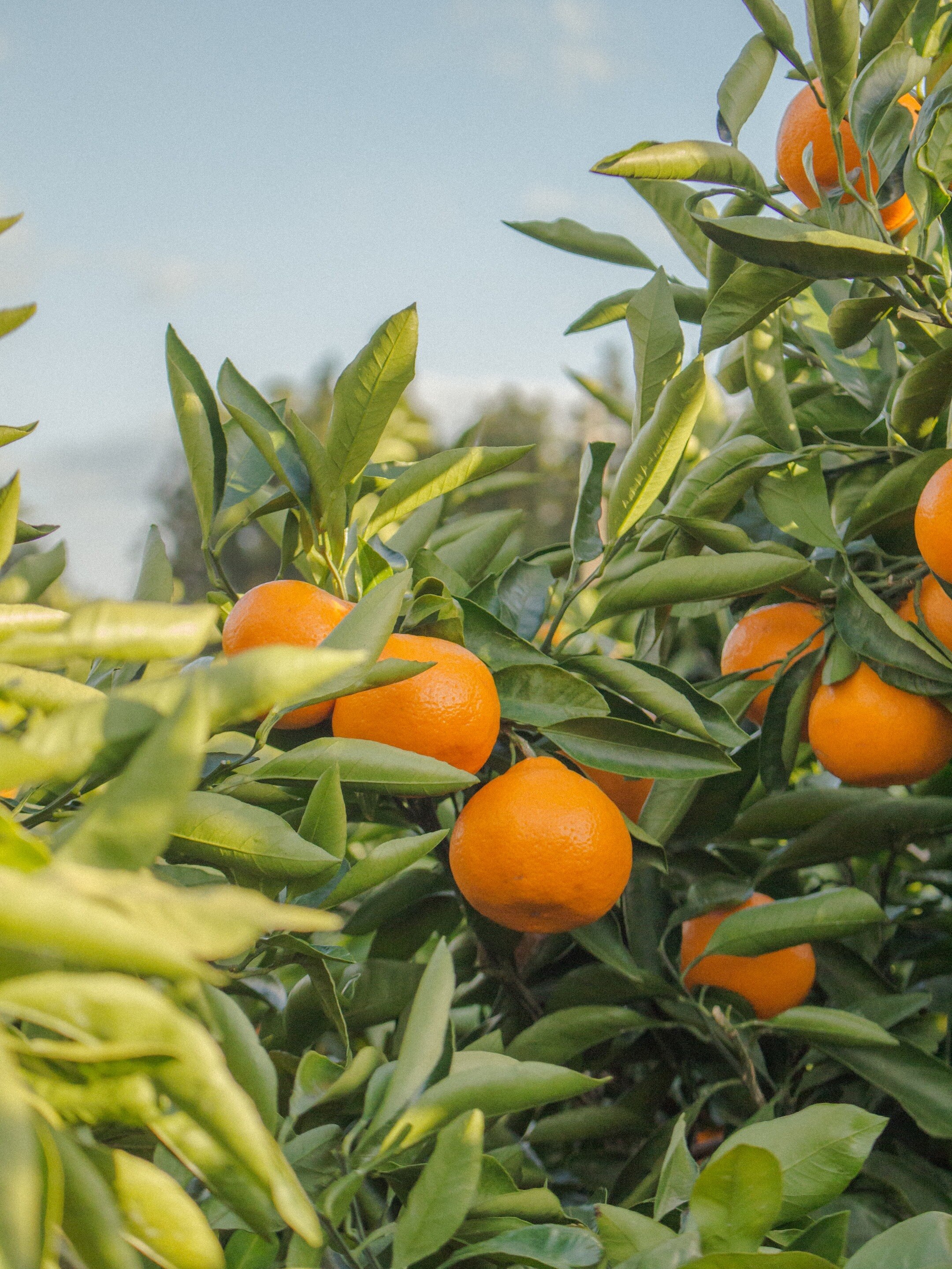 দার্জিলিংয়ের কমলা আসল না নকল? এভাবে চিনুন