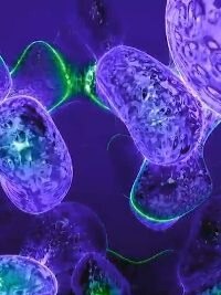 5 Bacteria Types Led To Death Of Over 6 Lakh People In 2019