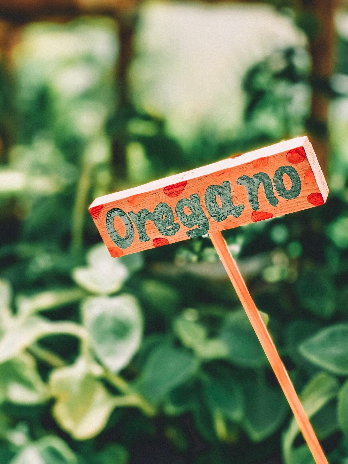 দুরারোগ্য ব্যাধি নিরাময়ে ধন্বন্তরী অরিগানো 