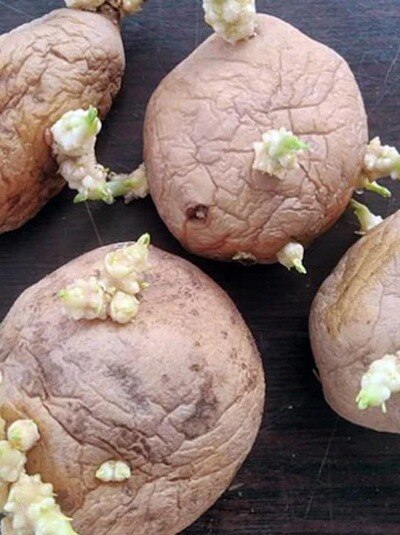 অঙ্কুরিত আলু খেলে মারাত্মক পরিণতি