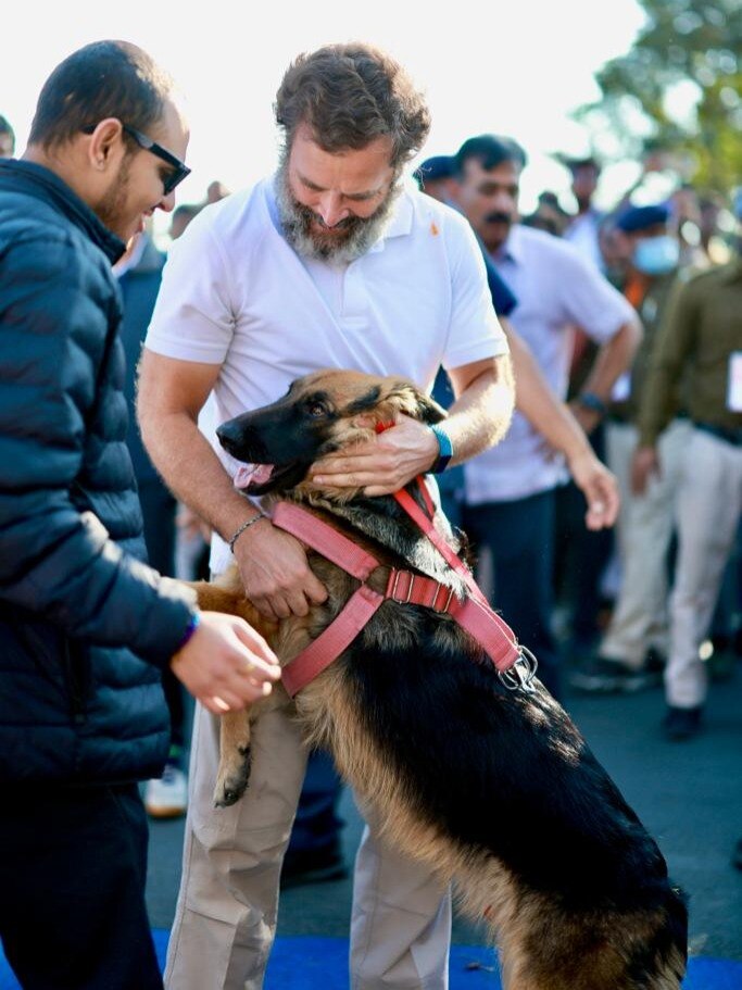  राहुल गांधी की पदयात्रा में आया यह डॉगी कौन? 