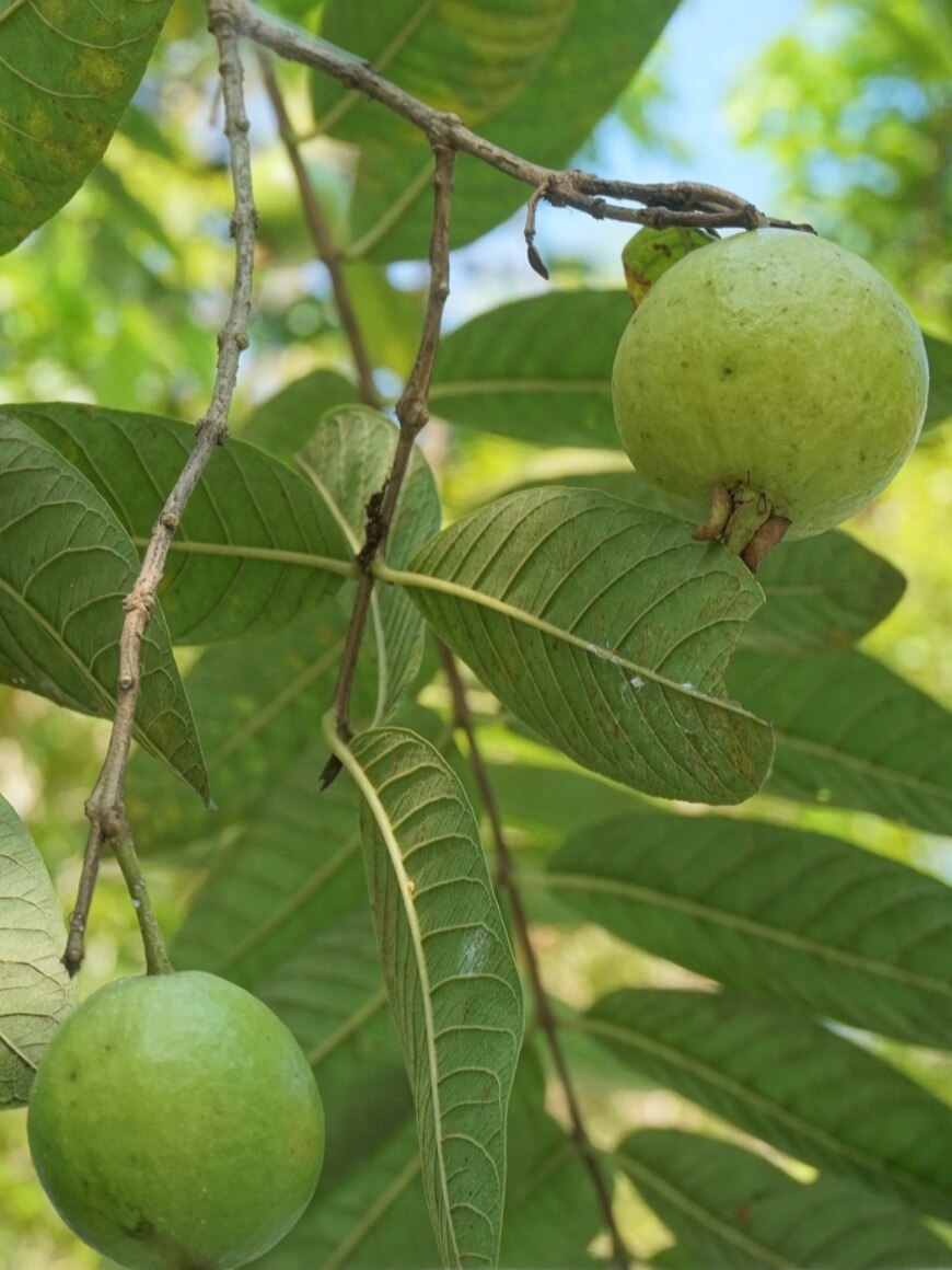 স্কিনের জেল্লা বাড়ান পেয়ারা পাতা দিয়ে