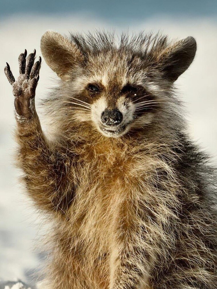 Comedy Wildlife Photography Awards 2022: See Funniest Photos Here