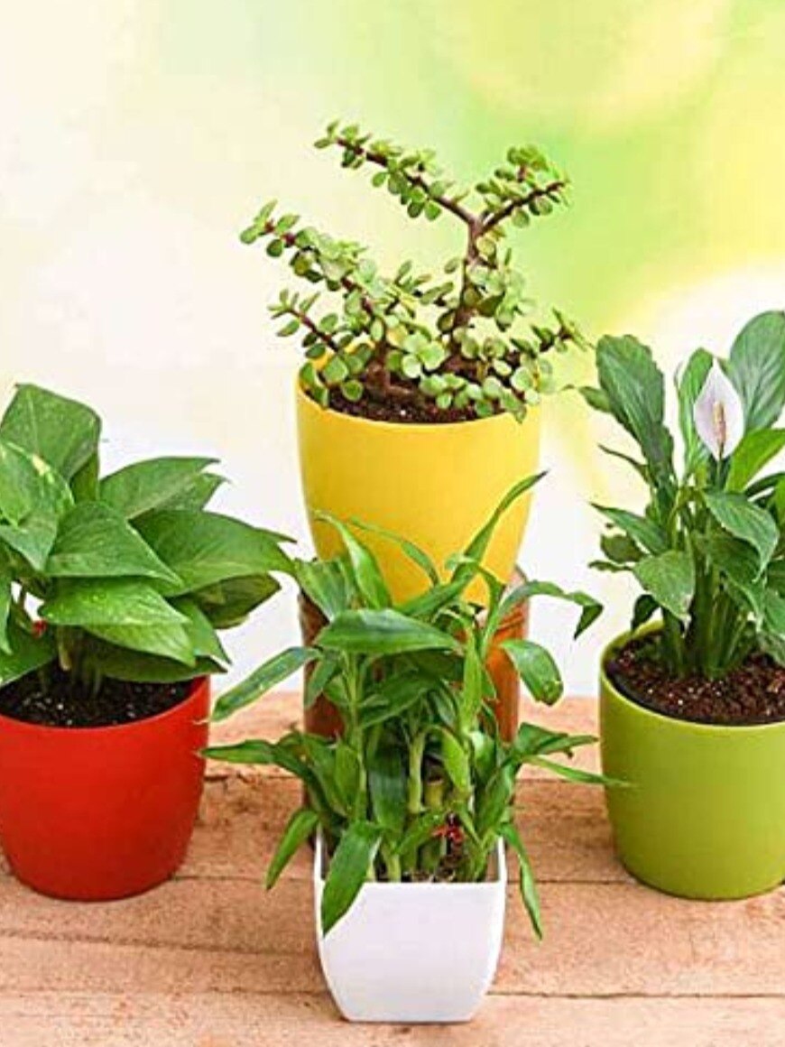 আসবে টাকা বাড়িতে লাগান এই ৫ গাছ