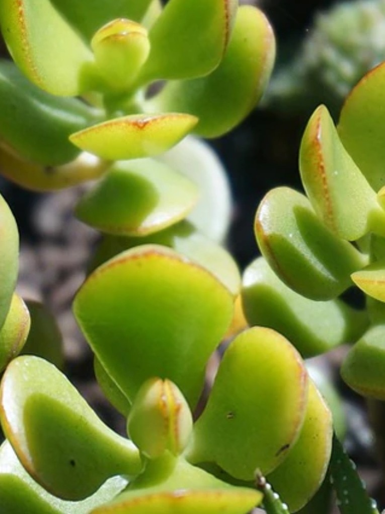 নতুন বছরে বাড়িতে রাখুন এই ৬ শুভ গাছ