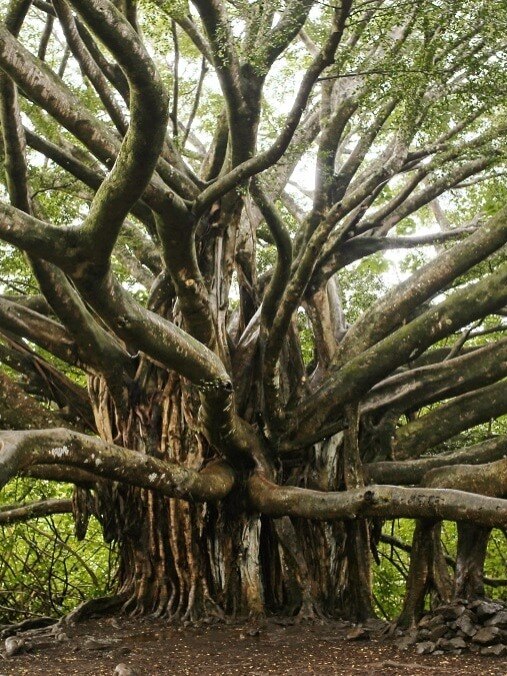 अनोखी योजना! यहां पेड़ों को भी मिलती है पेंशन!