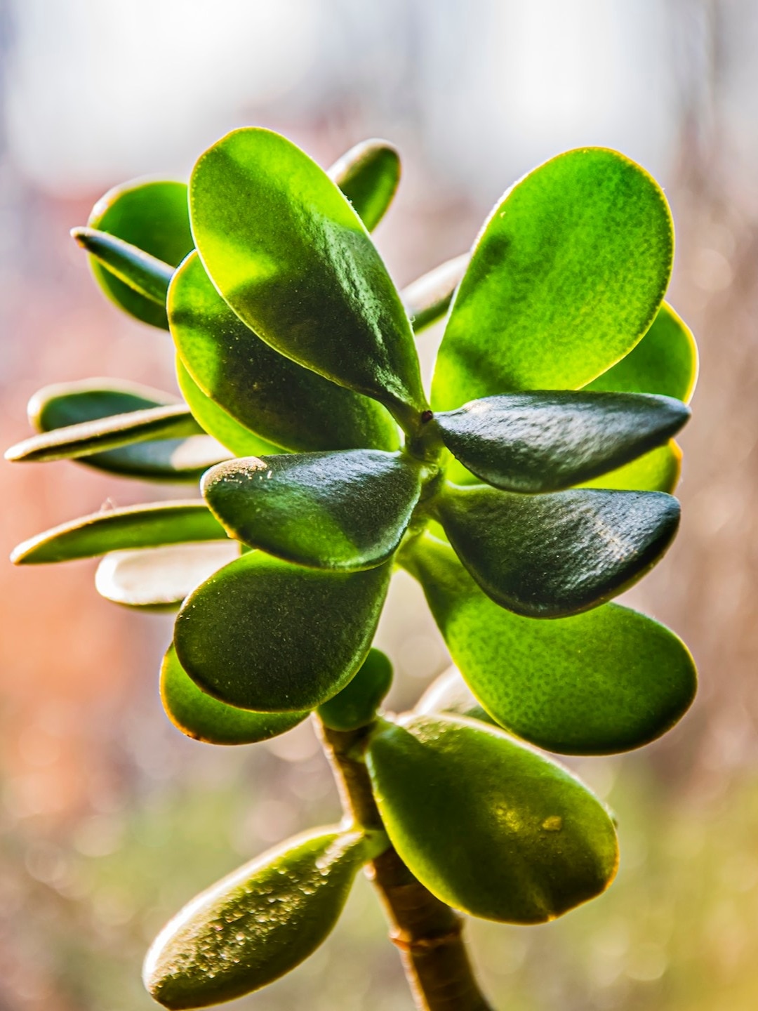 বাড়িতে এই ৪ গাছ লাগালে দারিদ্র্য ঘুচবে