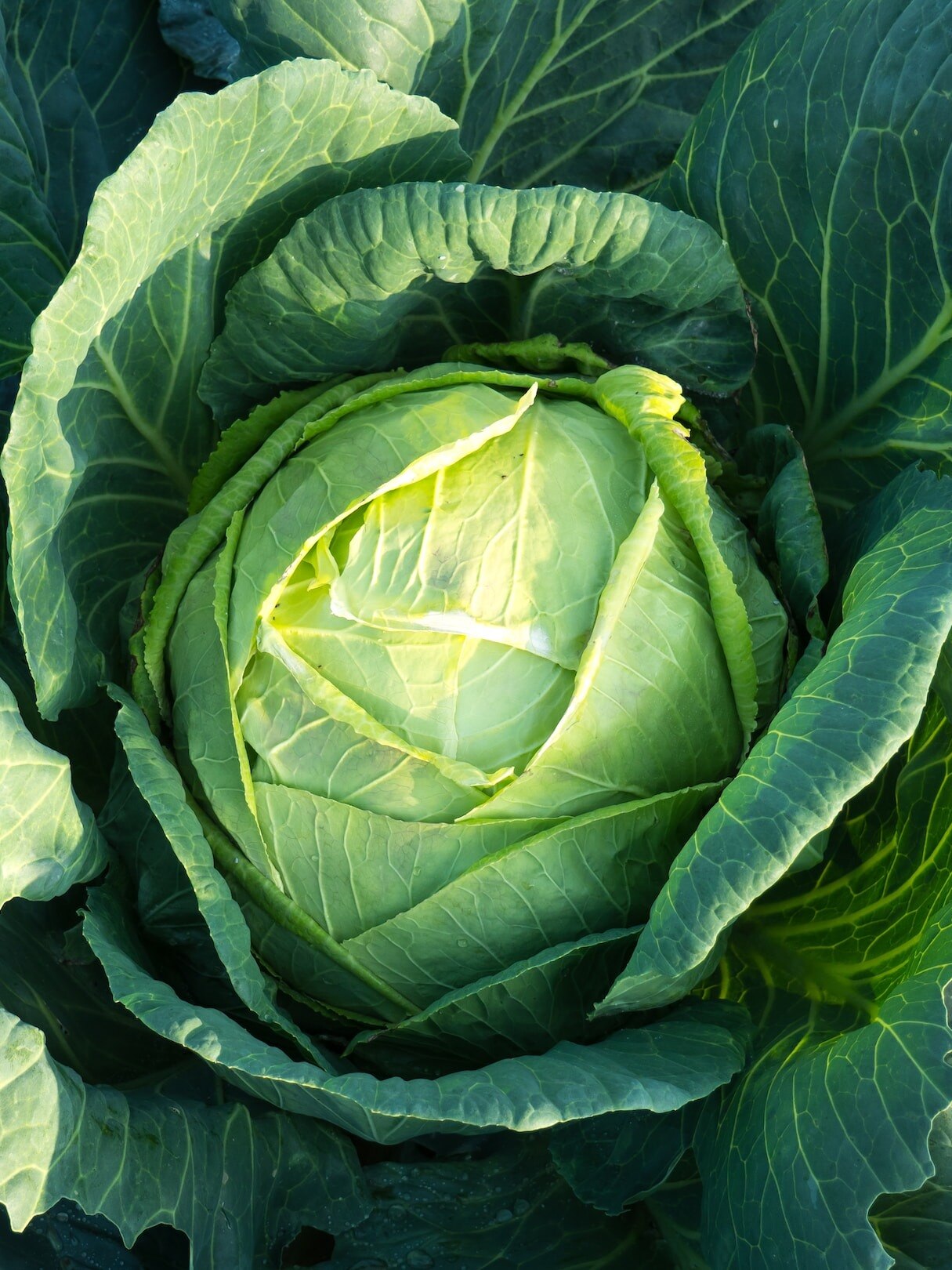 cabbage benefits weight loss mdv
