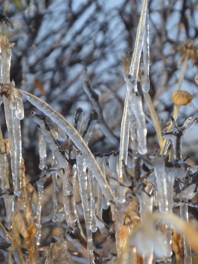 ठंड में रेगिस्तान बना बर्फिस्तान! पेड़ों पर जम गई बर्फ की परत