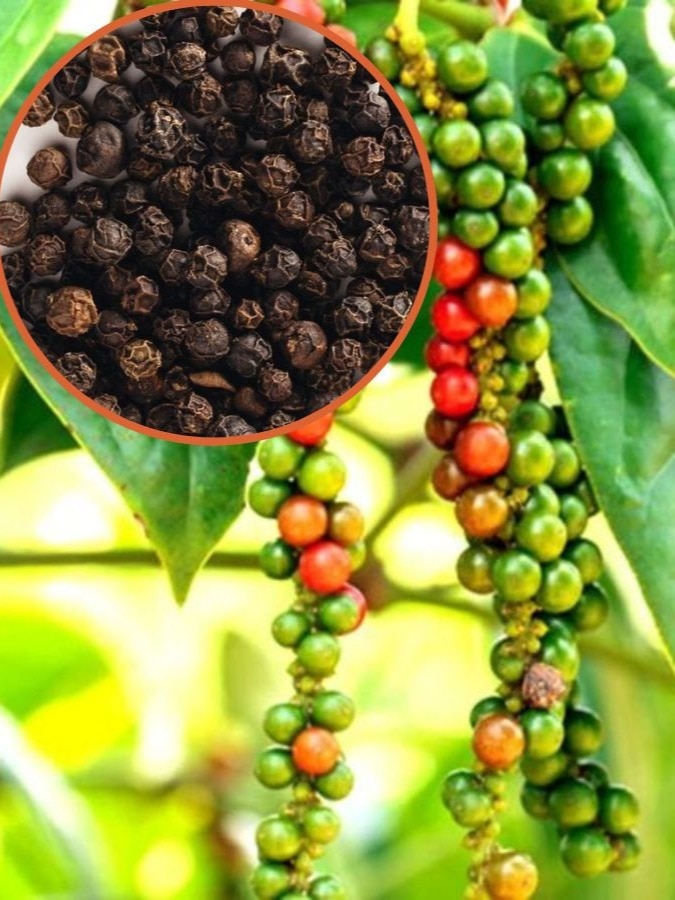 बहुत आसान है काली मिर्च की खेती Black pepper cultivation is very easy