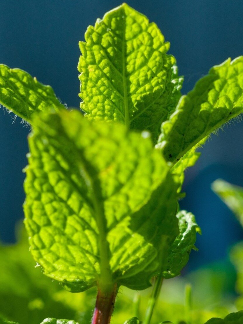  ১৬ রোগের প্রতিরোধ লুকিয়ে পুদিনা পাতায়