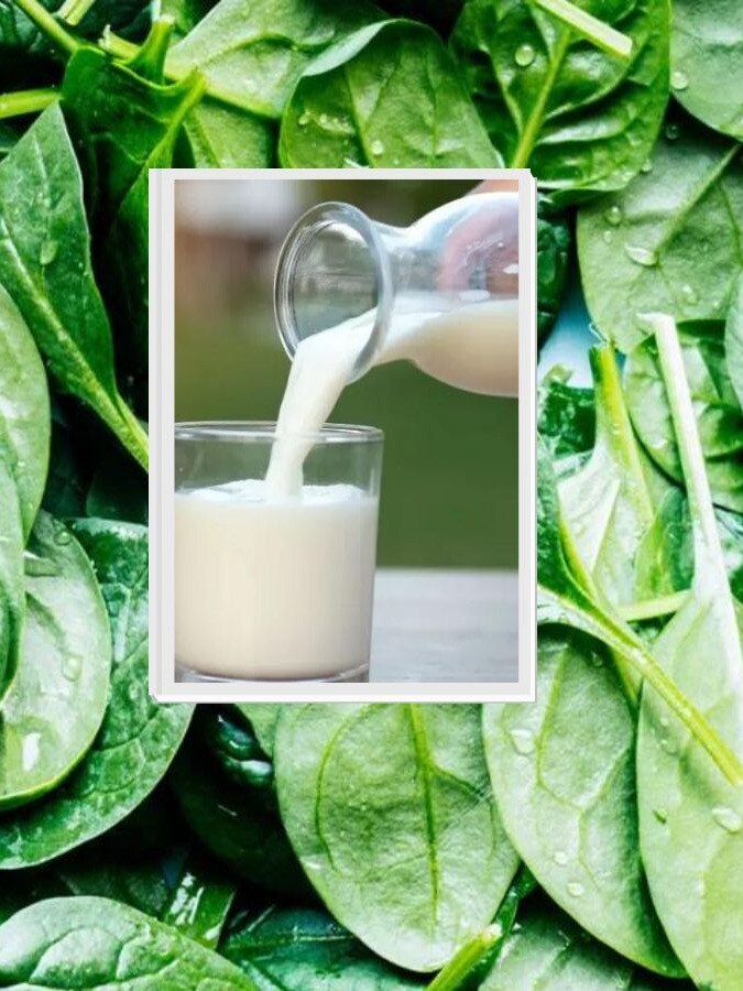 पालक या दूध, किसमें है अधिक कैल्शियम? Spinach or milk which has more