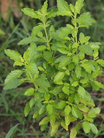 অর্থ কষ্ট দূর হবে, তুলসী গাছে বাধুন এই জিনিস