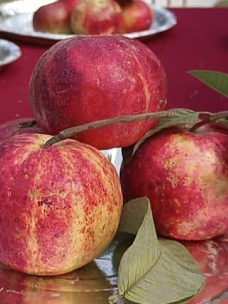 कश्मीरी सेब जैसे लाल अमरूद ने खींचा सबका ध्यान! Photos