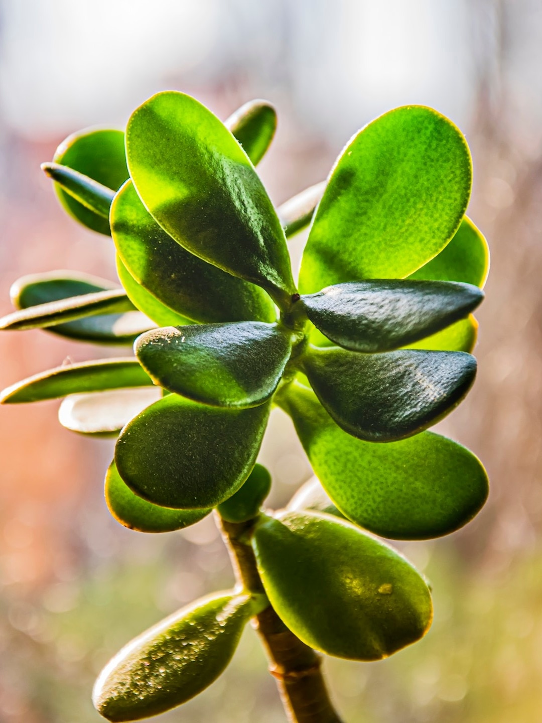 এই গাছ লাগালেই কোটিপতি