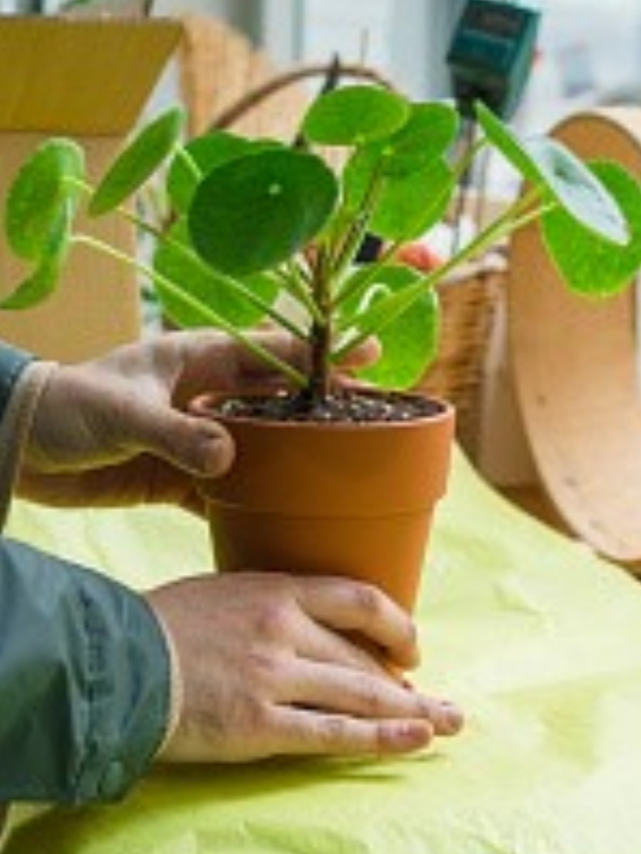 Vastu plants bring happiness sus