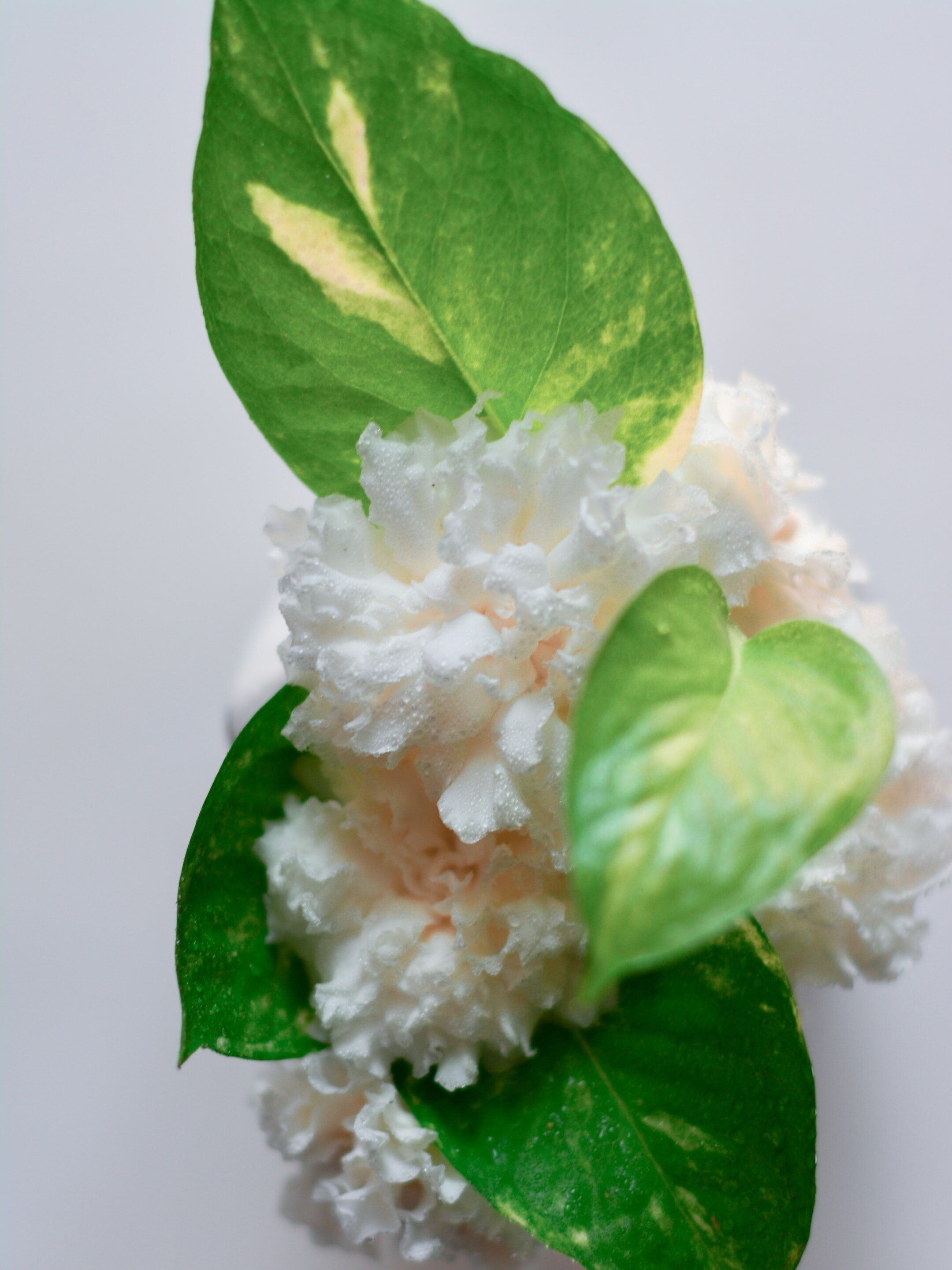 মানি প্ল্যান্ট গিফট করলে অর্থনাশ