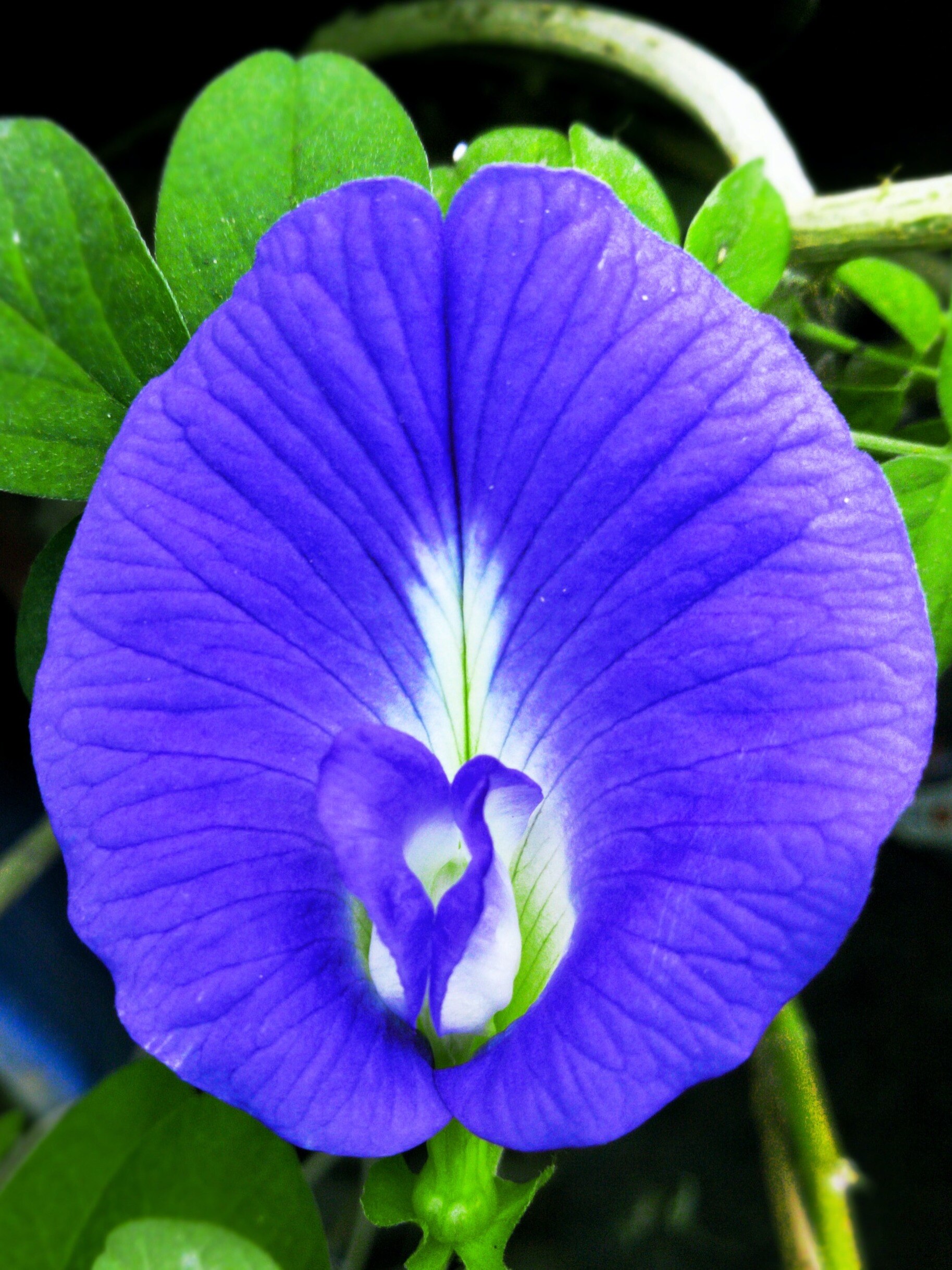 চুম্বকের মতো অর্থ টেনে আনে এই ফুল গাছ