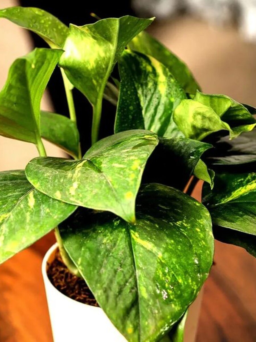 মানি প্ল্যান্টের জলে মেশান এই  জিনিসটি