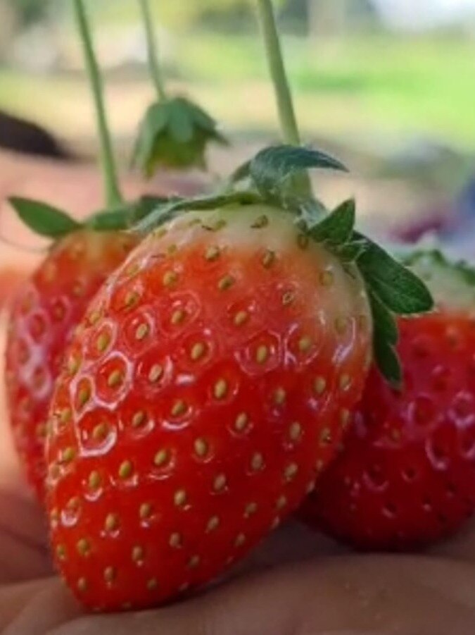 स्ट्रॉबेरी उगाकर मोटा मुनाफा कमा रहे बुंदेलखंड के किसान!