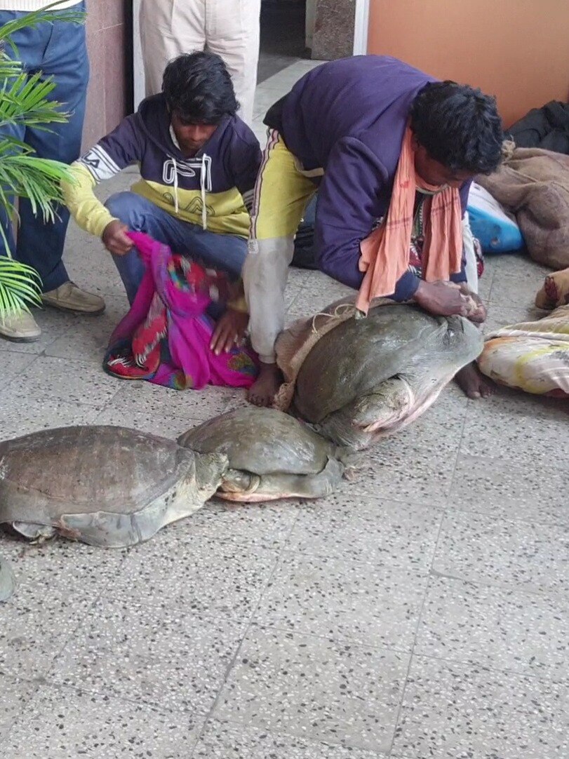 ट्रेन में कछुआ तस्करी! तस्वीरें देख रह जाएंगे हैरान 