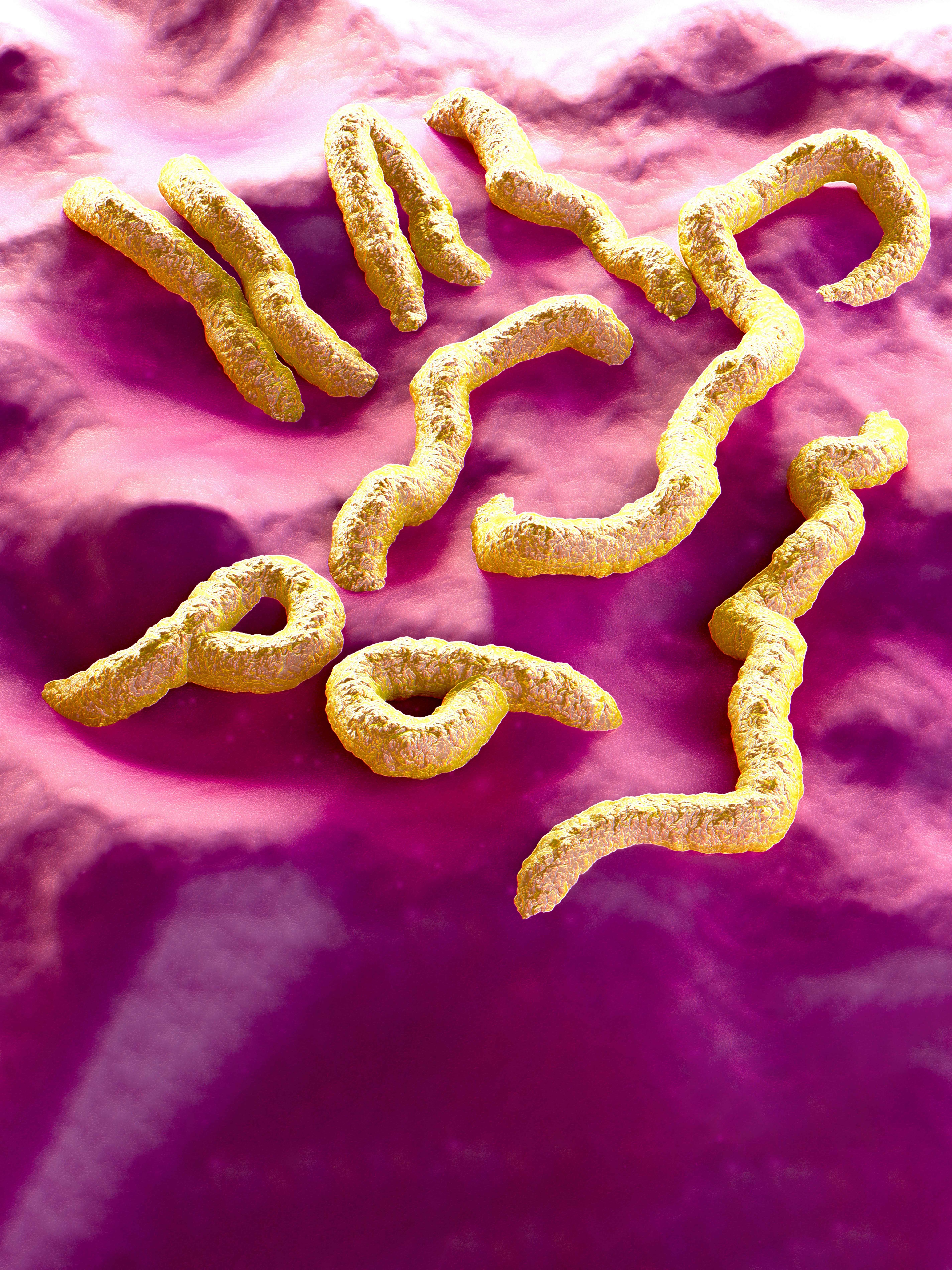 Marburg virus disease outbreak confirmed by WHO: Symptoms, causes, treatment, all you need to know