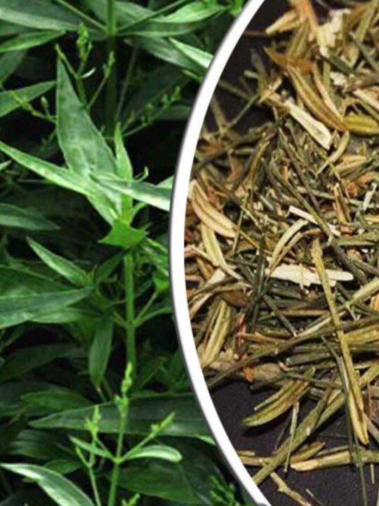 এই পাতার জলে হু হু করে কমে সুগার