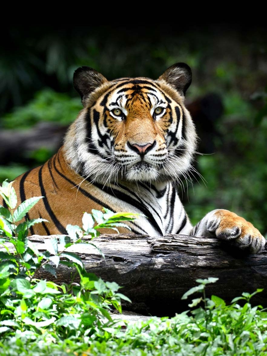 Tiger Deaths in India: 26 tigers die in over a month