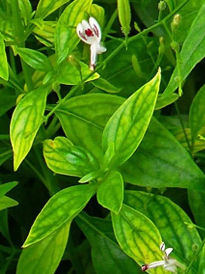 শরীরের যে কোনও সমস্যায় রামবাণ এই পাতা